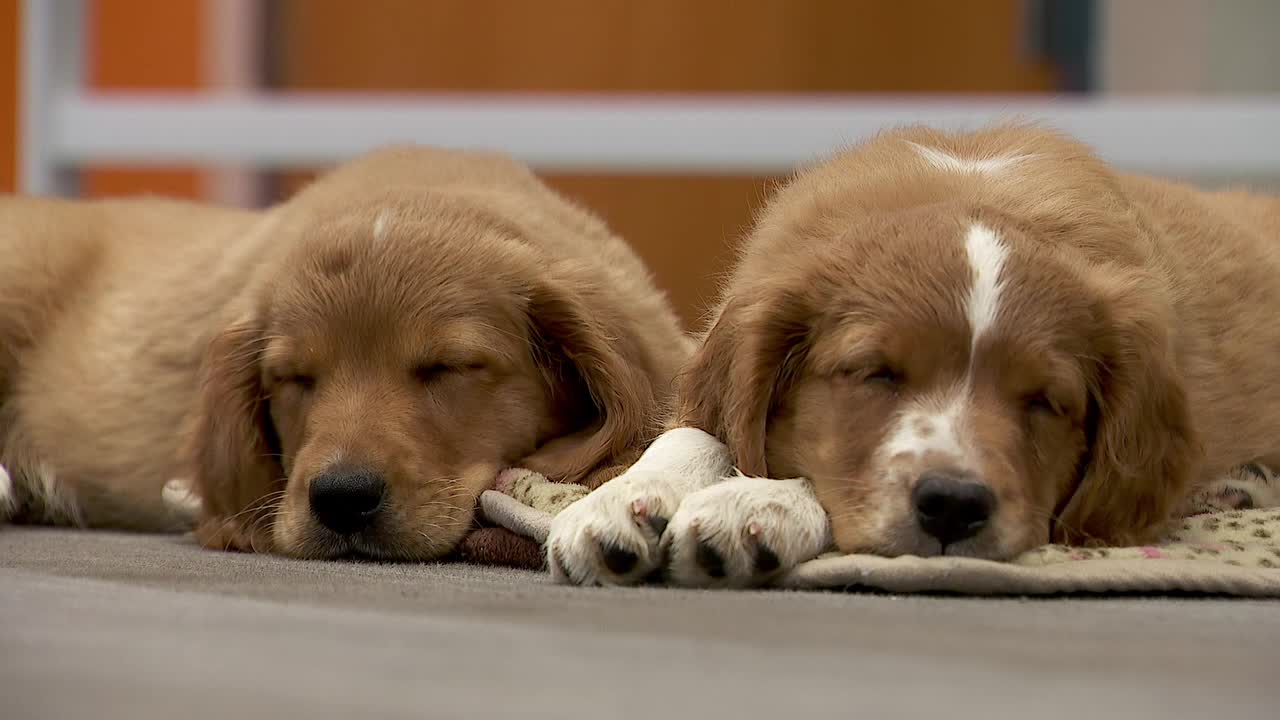 36 dogs rescued from unlicensed breeder in Cass County — Richfield Community news